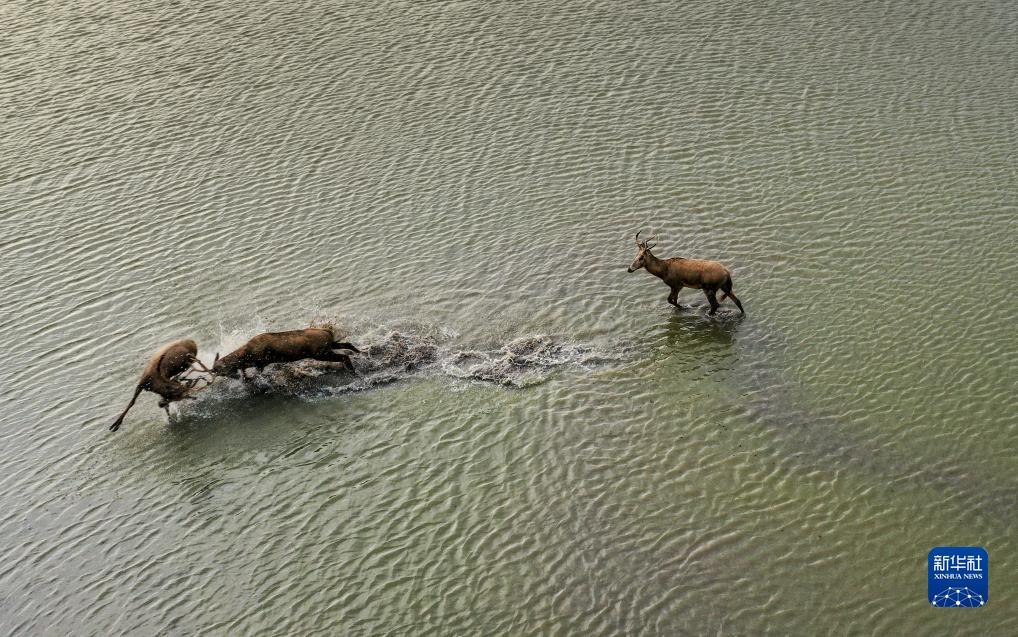 搜狗浏览器